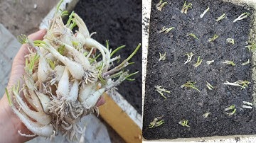 Trồng Củ Kiệu Trong Thùng Xốp | Kinh Nghiệm Nhà Vườn