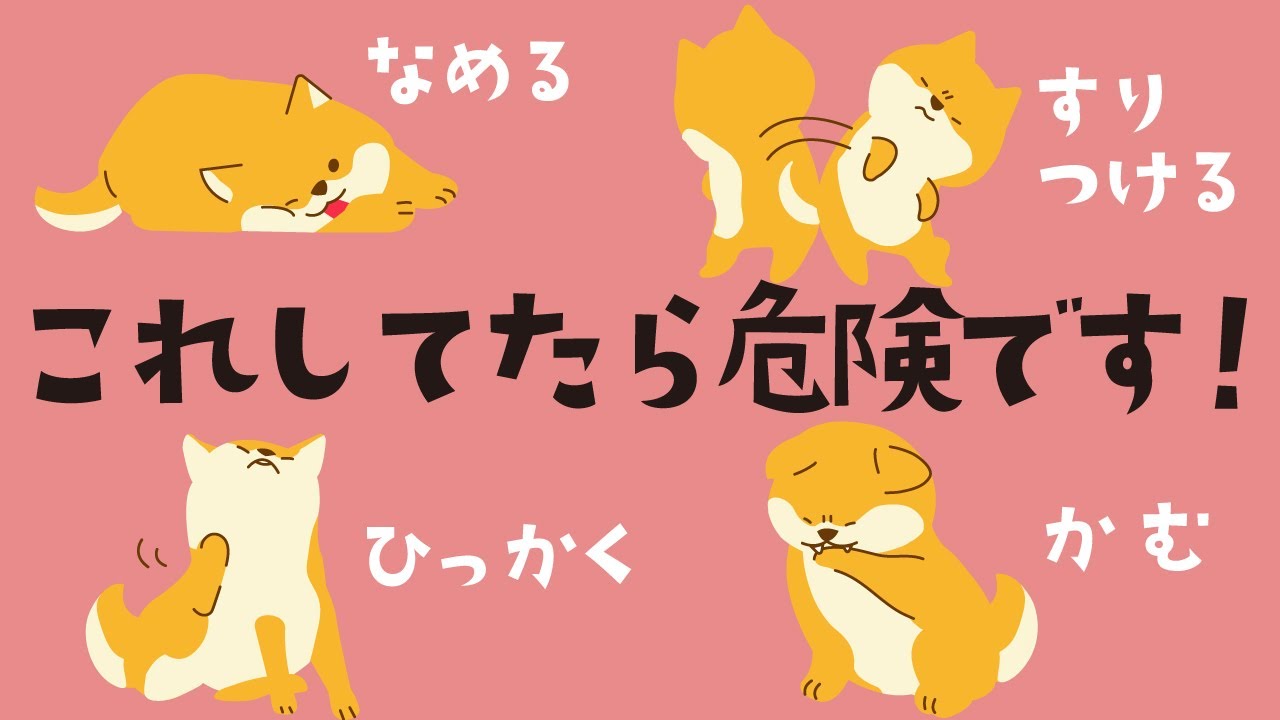 犬の皮膚のかゆみ！気になる原因7選！