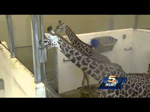 Cincinnati Zoo giraffe Tessa is pregnant again by WLWT
