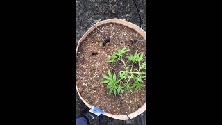 2024 Outdoor Grow Northern California Bay Area. Starting From Seed. Part 3