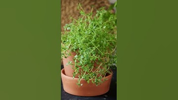 TOP 13 CÂY TRỒNG ĐUỔI MUỖI HIỆU QUẢ