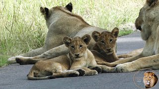 Remaining Two Lion Cubs Of Casper The White Lion Getting Lots Of Love