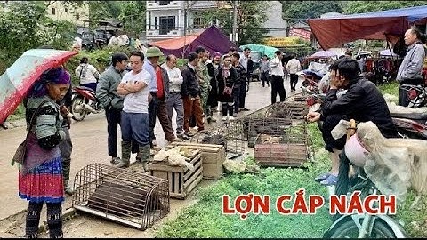 CHỢ MƯỜNG HUM LÀO CAI - PHIÊN CHỢ MIỀN NÚI TÂY BẮC MỘC MẠC & BÌNH YÊN - BÁN NHIỀU ĐẶC SẢN NÚI RỪNG