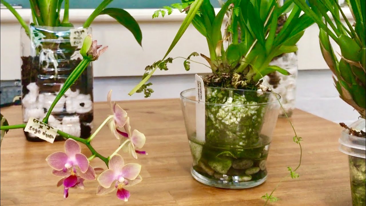 Easiest way to orchid watering - update 