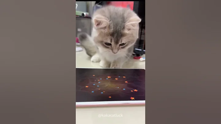 Video 9025001: cats funnycats catlover, catlover funnycats love, cat funnycat gaming, cat playing funnycats, cats catlover funny