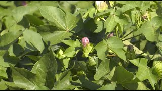 Cotton Producers are Still Hopeful for Strong Yields