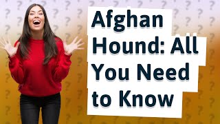 What Should I Know About the Afghan Hound Dog Breed?