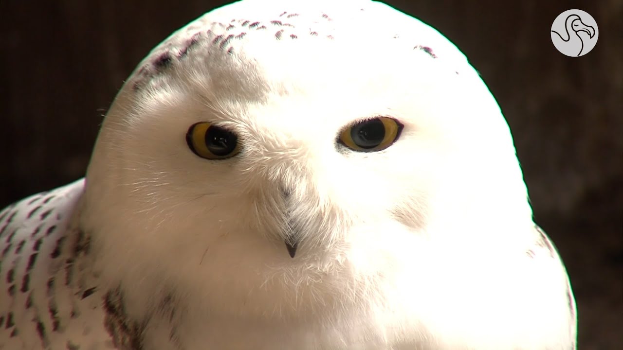 Owl Rescued From Brewery YouTube