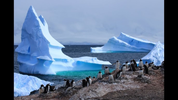 北極クルーズ 野生動物 Quark Expeditions Arctic Wildlife Youtube 北極クルーズ 野生動物 Quark Expeditions Arctic Wildlife Youtube