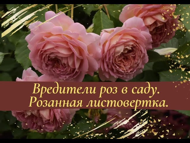 Вредители роз в саду. Розанная листовертка.