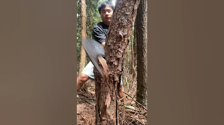The expert cutter cutting a big tree #trendingshorts #yiutubeviralshorts #youtubefeed