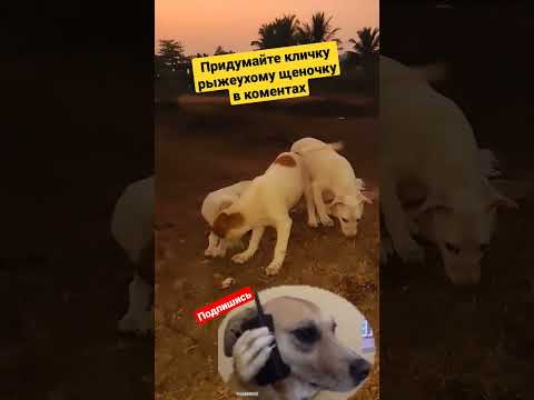 Придумываем кличку нашему щеночку #dog #arambol #goa