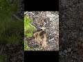 Too Many Does? Herd Survey Breakdown (Drone Thermal)