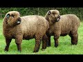Ryeland Sheep | Dual Purpose Easy Keepers