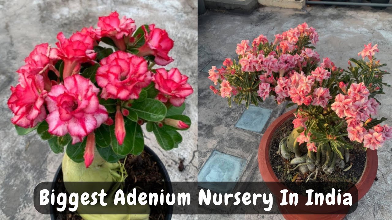 Biggest And Cheapest Adenium Nursery In India Buy Adenium Plant