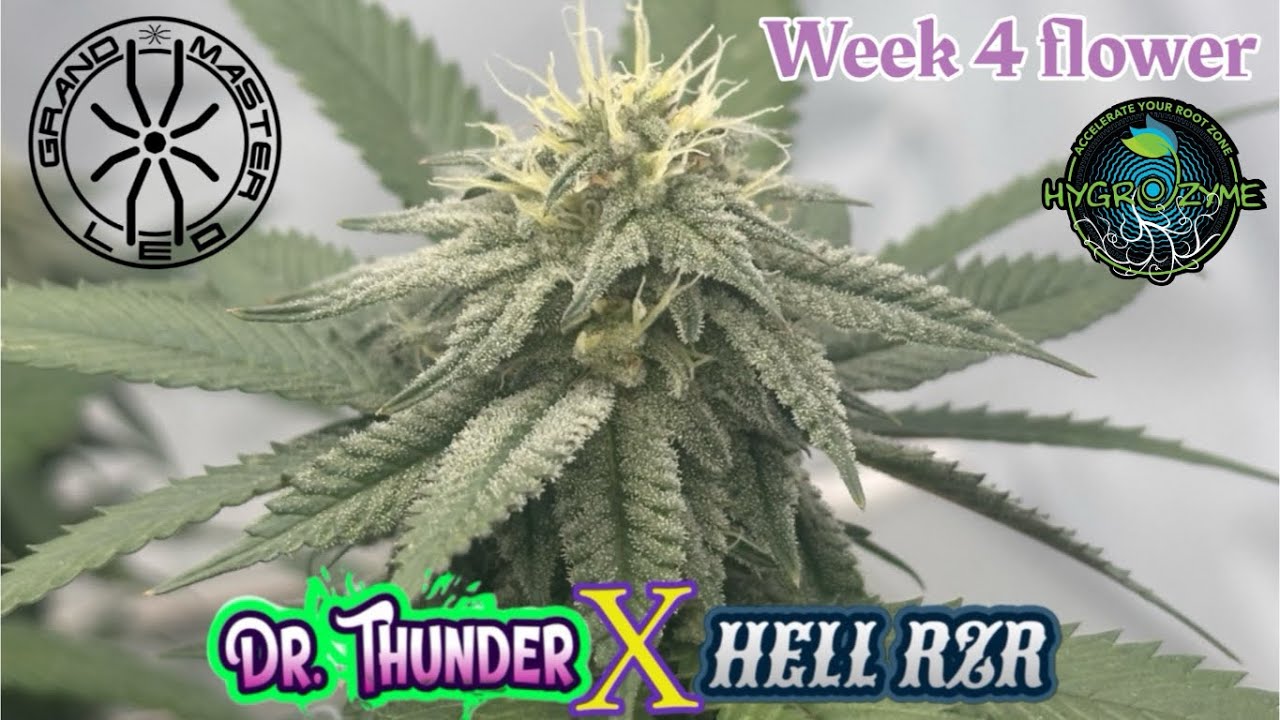 Wk 4 flower hell Rzr x DrThunderunder  