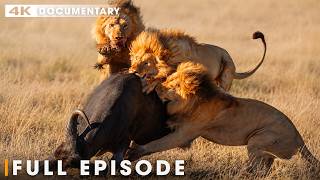 Lions vs Prey | Survival Of The Fittest | FULL EPISODE | Wildlife Documentary