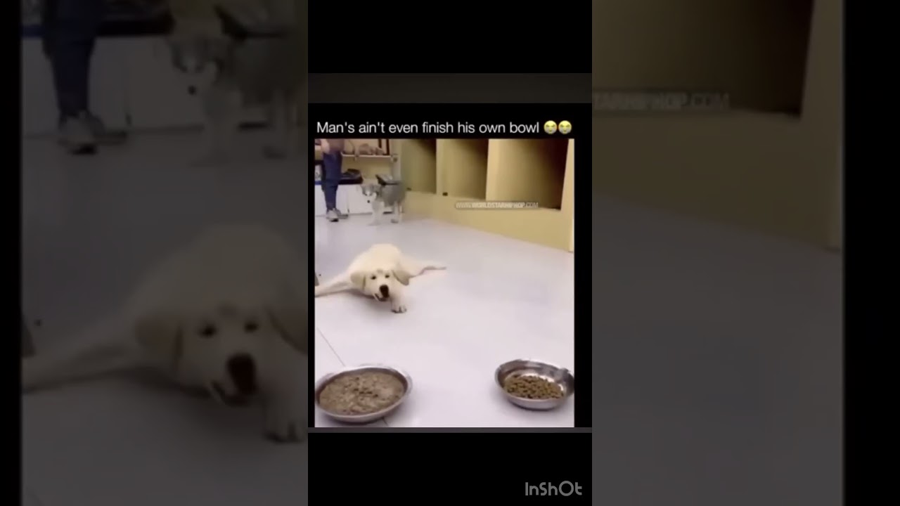 Baldi's basics humor