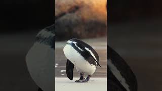 Cute Penguin|Funny Penguin Videos|Funny Animals Videos|#shorts #penguin #ytshorts