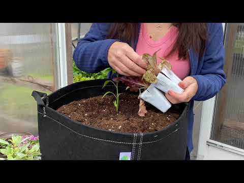 Vidéo: Cultiver des légumes-feuilles dans des conteneurs - En savoir plus sur l'entretien des conteneurs Orach