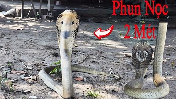Thu Phục Con Rắn Hổ Mang Biết Phun Nọc Đọc Ẩn Nấp Dưới Nền Nhà Suốt Nhiều Năm || Giang Ca SB # 65
