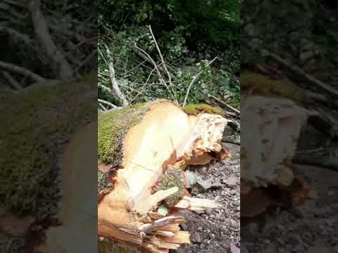 Video koji bi