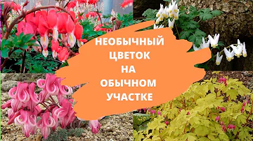 Необычный цветок на обычном участке. Дицентра – многолетник для сада. Виды и сорта