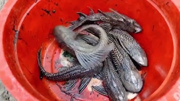 Trứng cá lau kiếng có ăn được hay không?