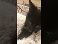 littel kitty