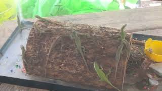 kids collection of anoles from the yard. released a little later