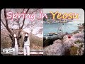 Visit the hidden gem of Korea, Yeosu! Full of cherry blossoms & amazing foods 🌸