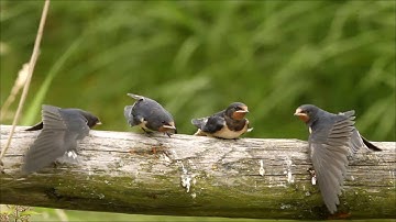 Boerenzwaluw Arkemheen