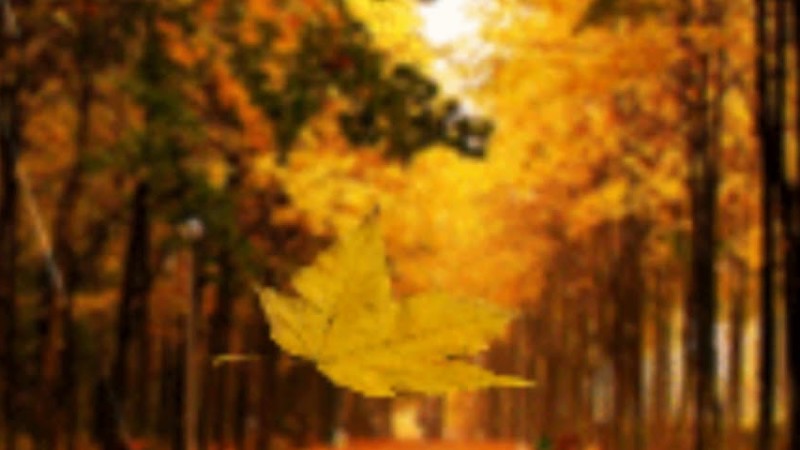 Листопад (Михайло Хома)