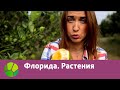 Флорида. Растения | Живые символы планеты | Живая Планета