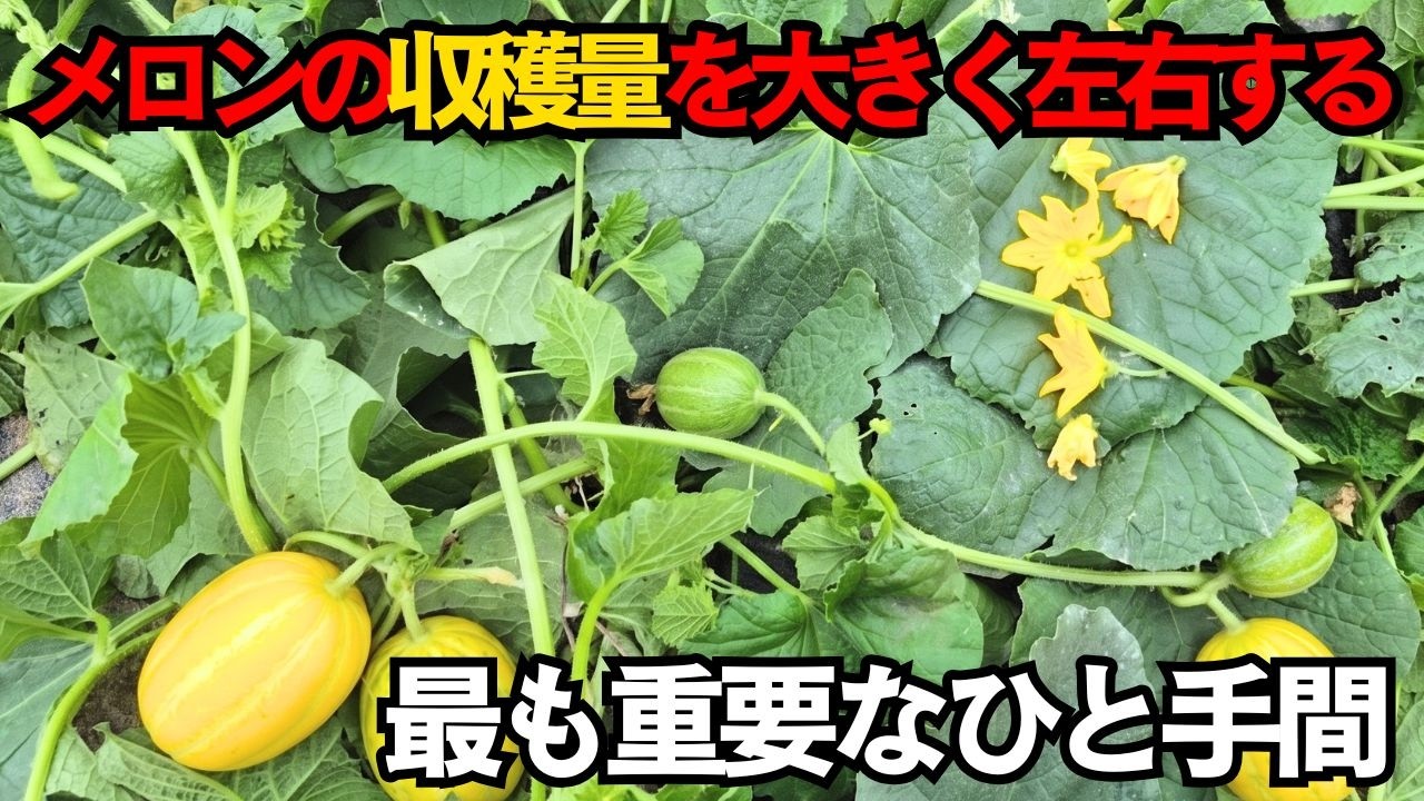 メロンを連続で実らせる巧みな方法―よくある失敗を避けて、たった1株で100個収穫！ | 空海の教え | 家庭菜園 | 野菜作り | 果物栽培 | ガーデニング