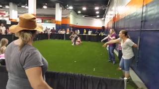 Great danes Going out first pet expo 2015 by Proud Daddy 58 views 6 years ago 1 minute, 36 seconds