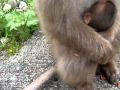 波勝崎苑の猿（近いわよっ！怒）Japanese Macaque Monkeys
