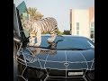 Tiger Attack Dubai..