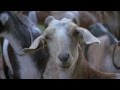 North Carolina Goat Farm - America's Heartland