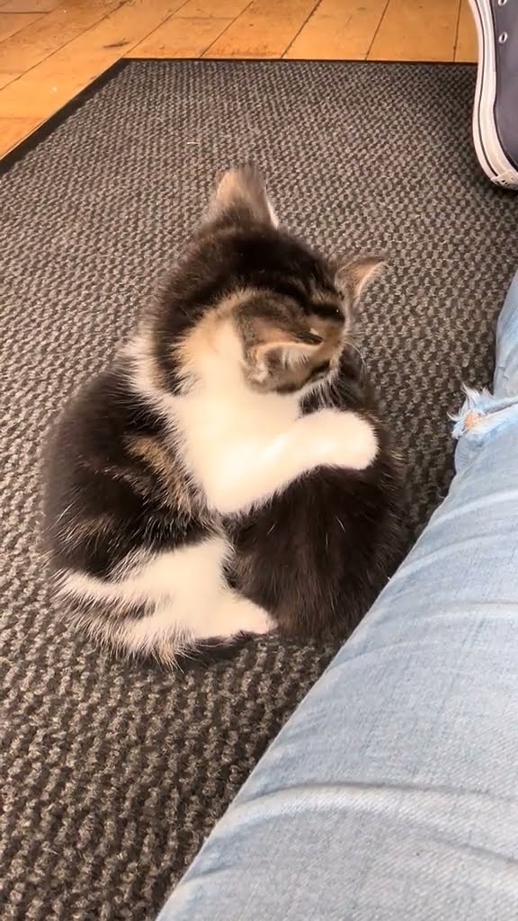 TOP DES VIDÉOS TRÈS DRÔLES LES CHATS