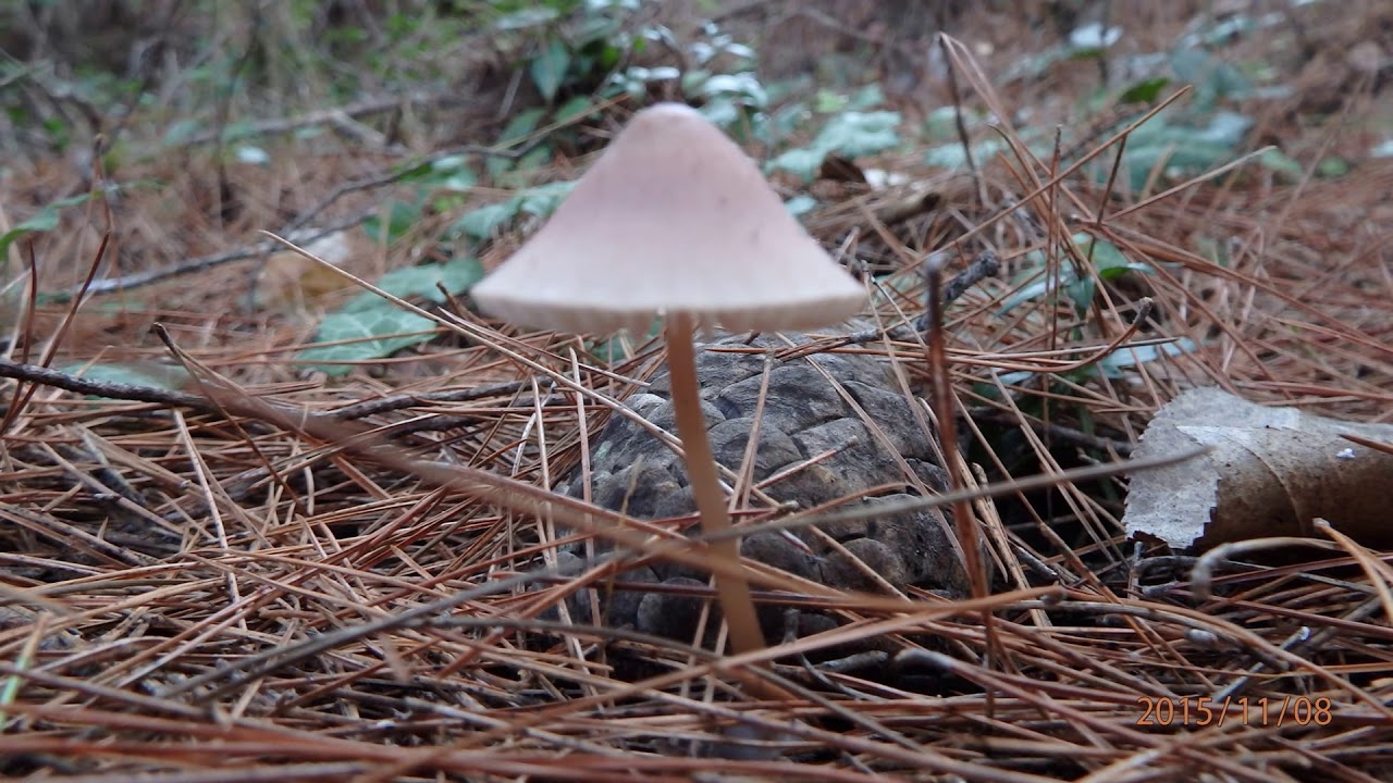 Mycena seynii