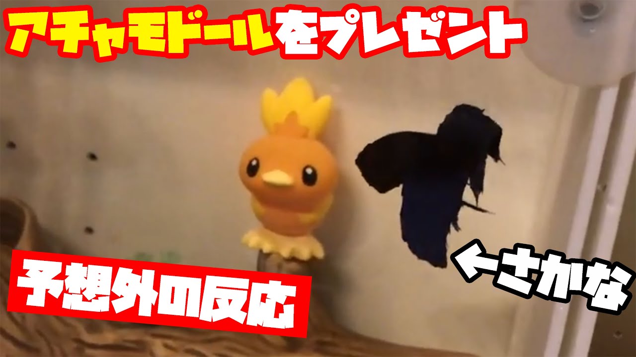 アチャモドール Amazon.co.jp: ポケットモンスター モンスターコレクション