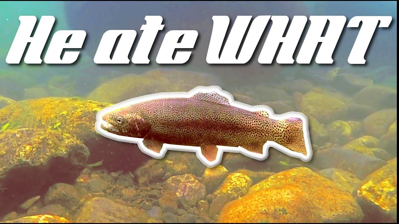 How to know what flies trout are eating!! YouTube