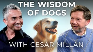 Dog Training and Calm Assertiveness | Eckhart Tolle in Conversation with Dog Whisperer Cesar Millan