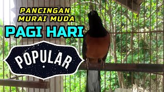 PANCINGAN MURAI MUDA DI PAGI HARI, MURAI MUDA PASTI RESPON GACORRR FULLL