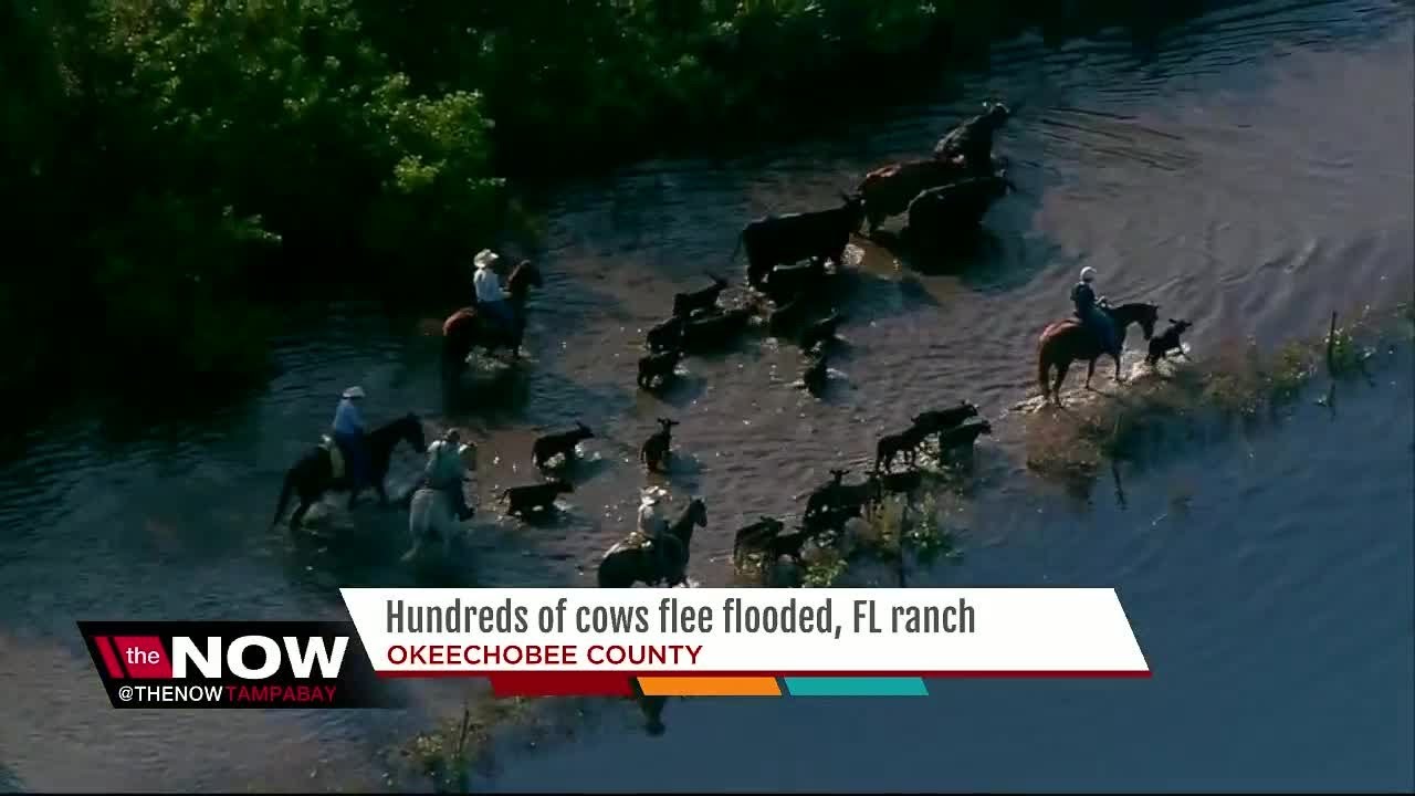 Cows rescued as Okeechobee County ranch floods - YouTube
