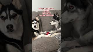 HUSKIES are BEYOND Dramatic 🤣 #husky #myanimal #dramatichusky