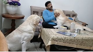 rockysimba aur pawpaw ki meeting  #pet #doglover #cute #labrador #dogs #cutedog #dogvlog #petlovers