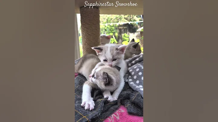 Watch the video about Sapphirestar Snowshoe kittens 5 weeks old #kitten #royalcaninkitten #snowshoecat #Snowshoe #cat