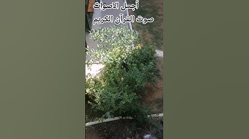 اللهم اجعل القرآن ربيع قلوبنا ونور صدورنا#اكسبلور#راحة_نفسية تلاوه الشيخ ياسر الدوسري
